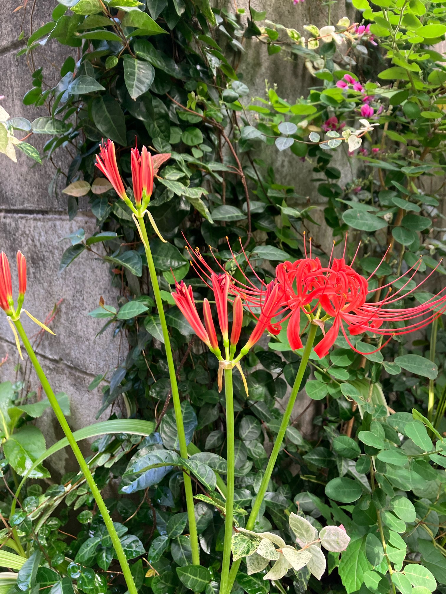 彼岸花